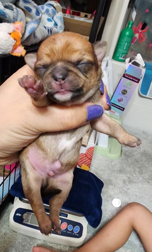 Chihuahua Applehead puppy