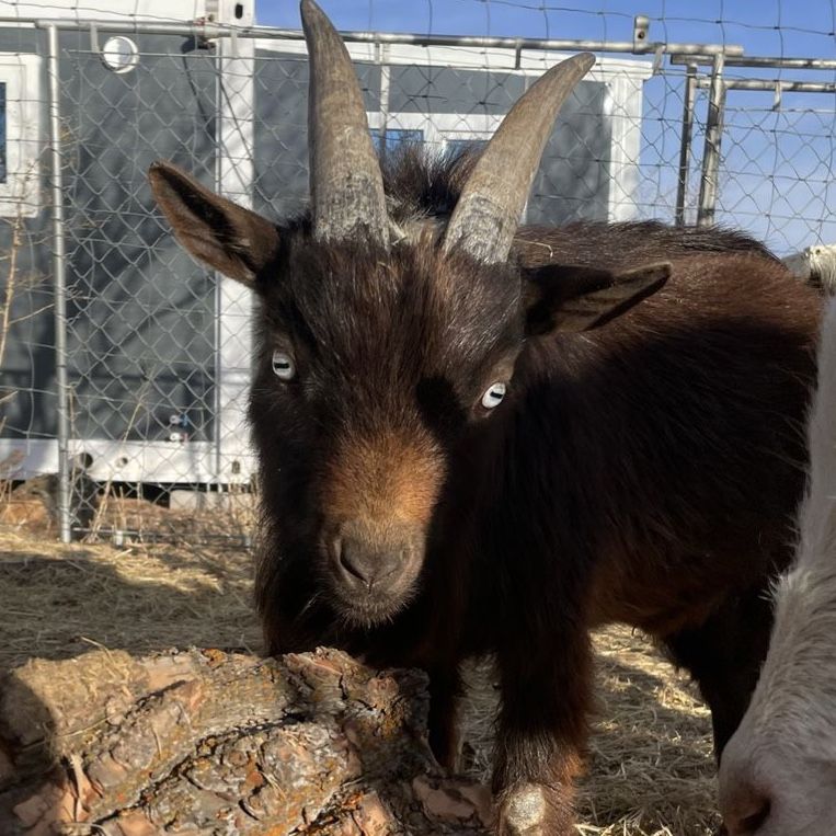 Nigerian dwarf Billy goats