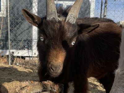 Nigerian dwarf Billy goats