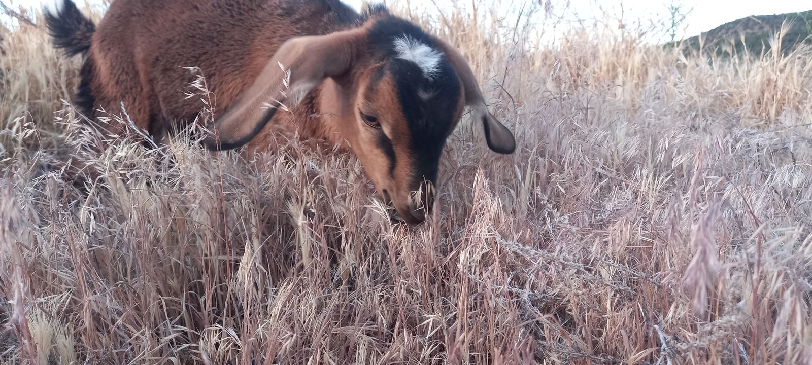 Mini Nubian Buckling