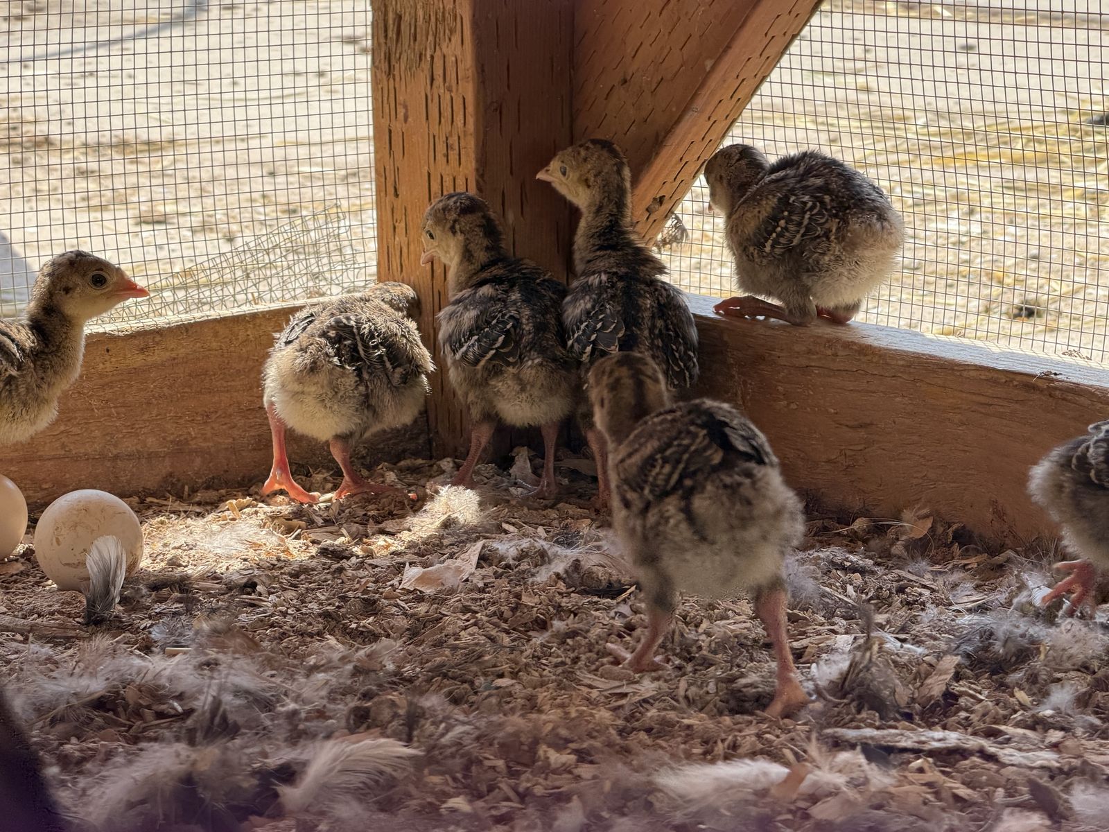 Friendly, gorgeous Narragansett Turkey Chicks!