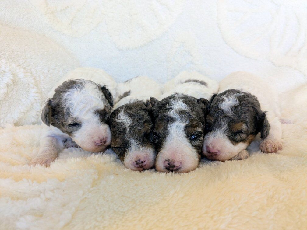 Toy Goldendoodle/Labradoodle Ready Easter Weekend!