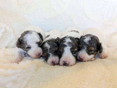 Toy Goldendoodle/Labradoodle Ready Easter Weekend!