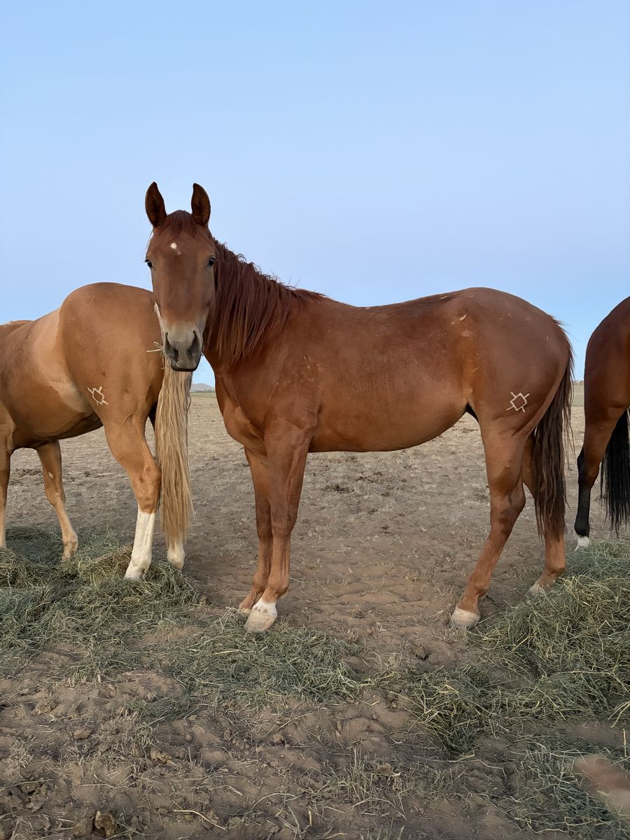 Lightly Started AQHA Fillies