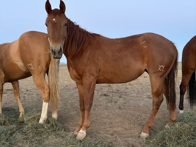 Lightly Started AQHA Fillies