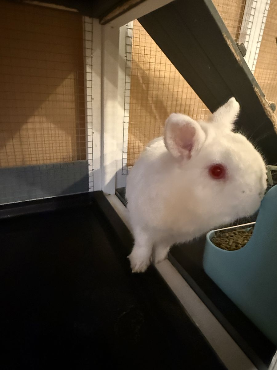 Albino dwarf rabbit