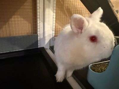 Albino dwarf rabbit