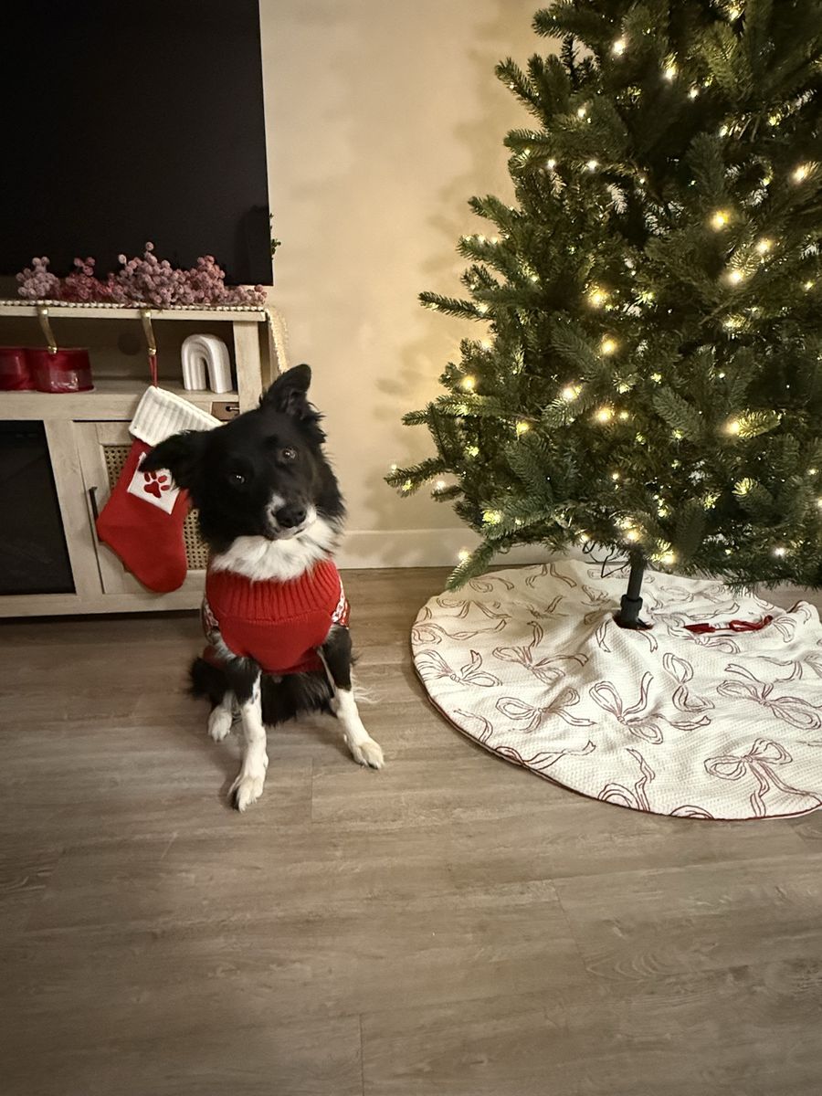 Rehoming Dog (FREE)