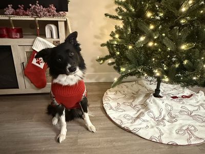 Rehoming Dog (FREE)