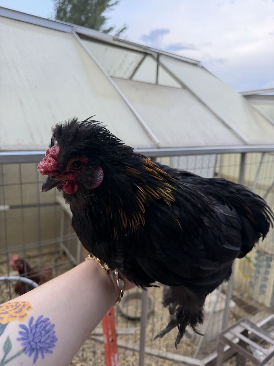 Various Silkie Roosters