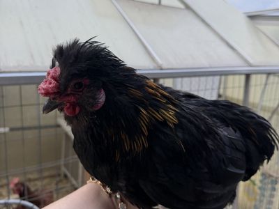Various Silkie Roosters