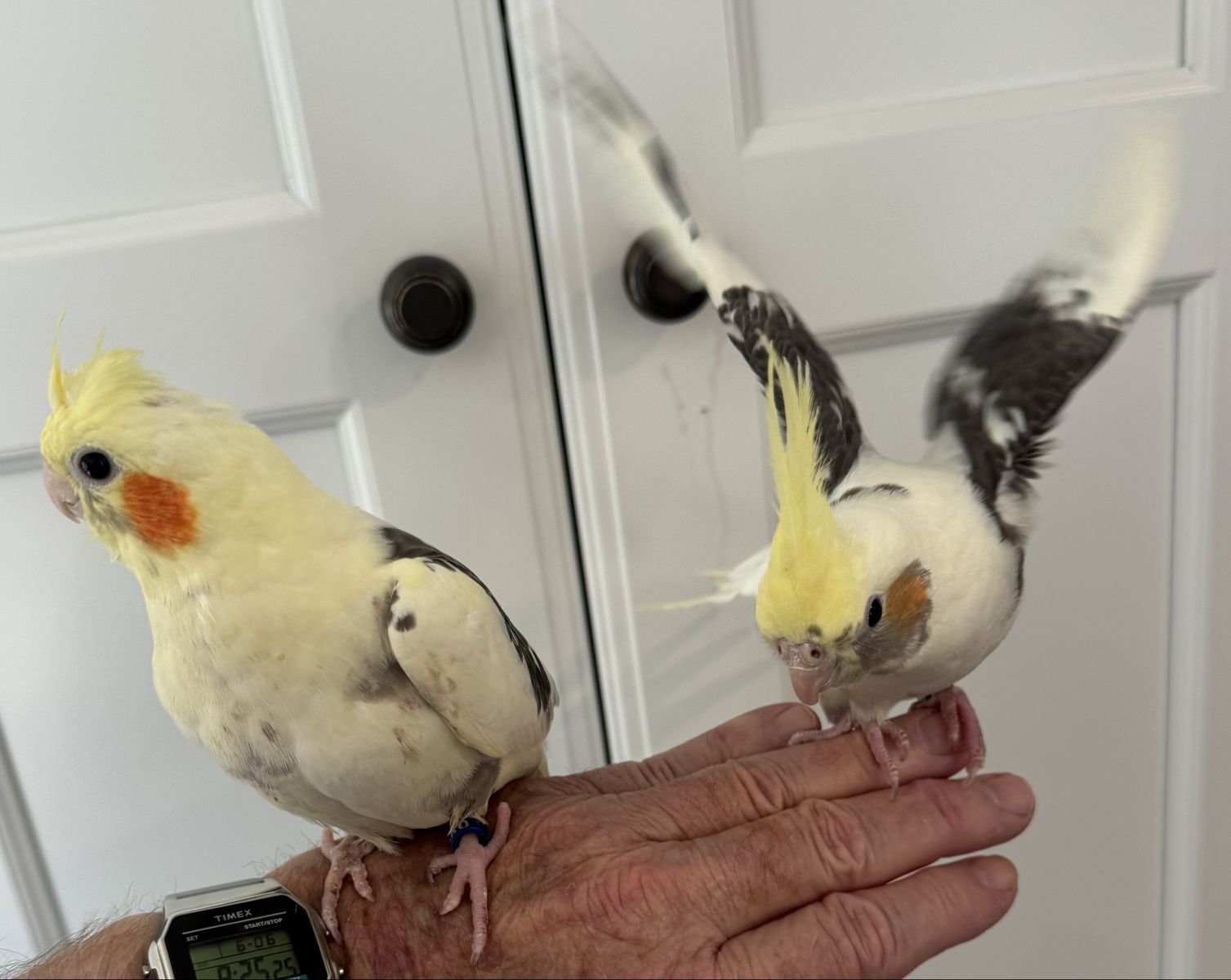 Cockatiels