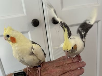 Cockatiels