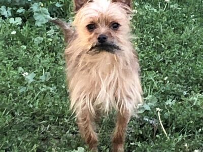 2 yr Yorkie Male