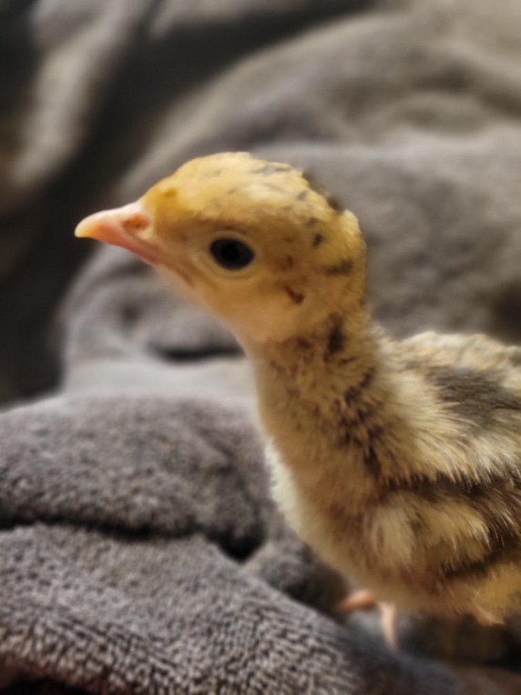 Narragansett Turkey Poults