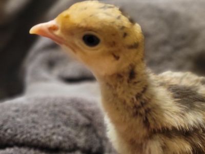 Narragansett Turkey Poults
