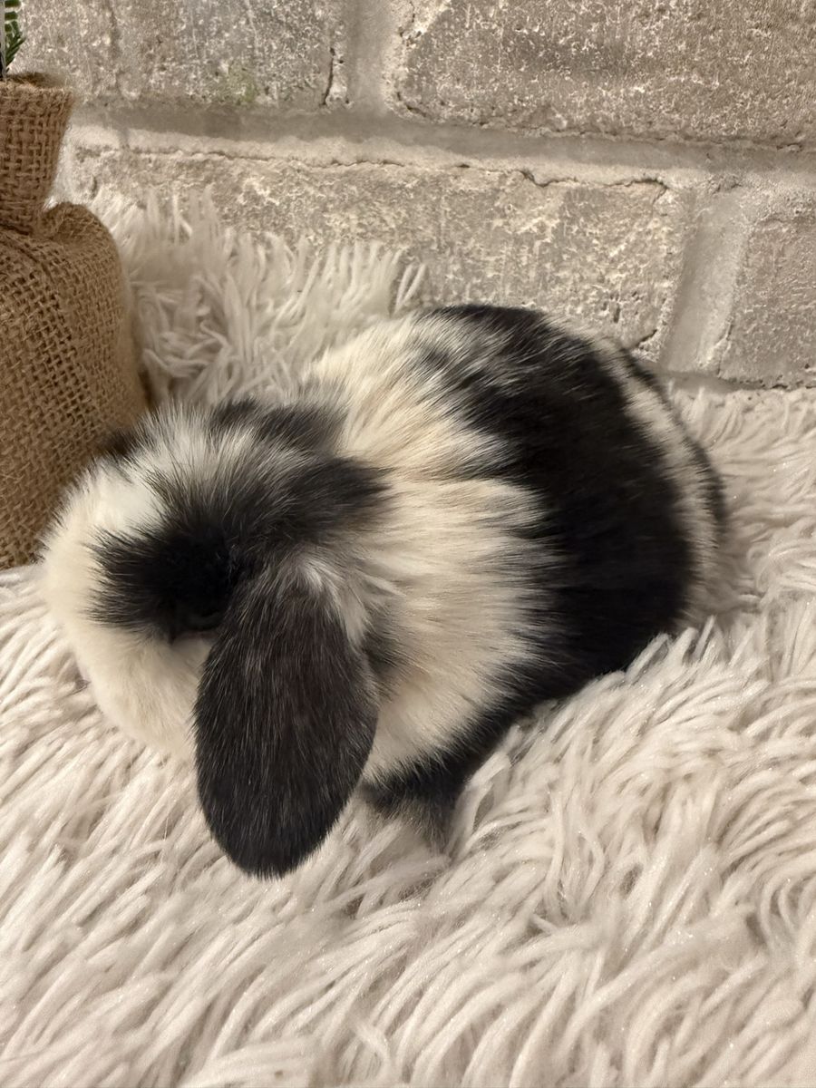 Adorable Holland Lop Bunnies - pedigreed