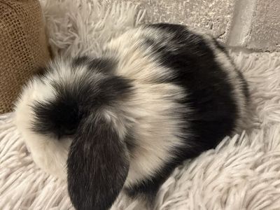 Adorable Holland Lop Bunnies - pedigreed