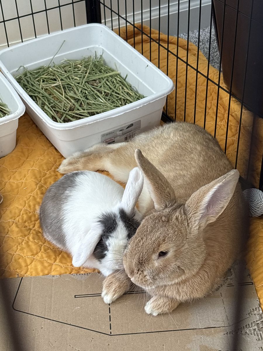 Bonded Bunnies!