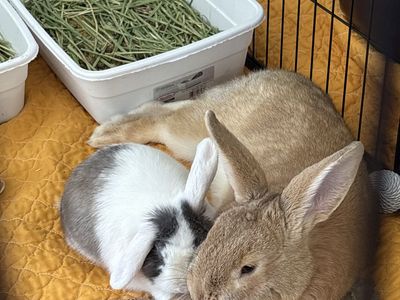 Bonded Bunnies!
