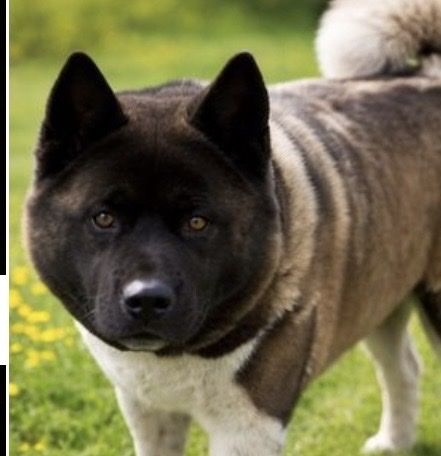 Akita Purebred Female – Needs Loving Home