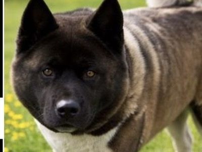 Akita Purebred Female – Needs Loving Home