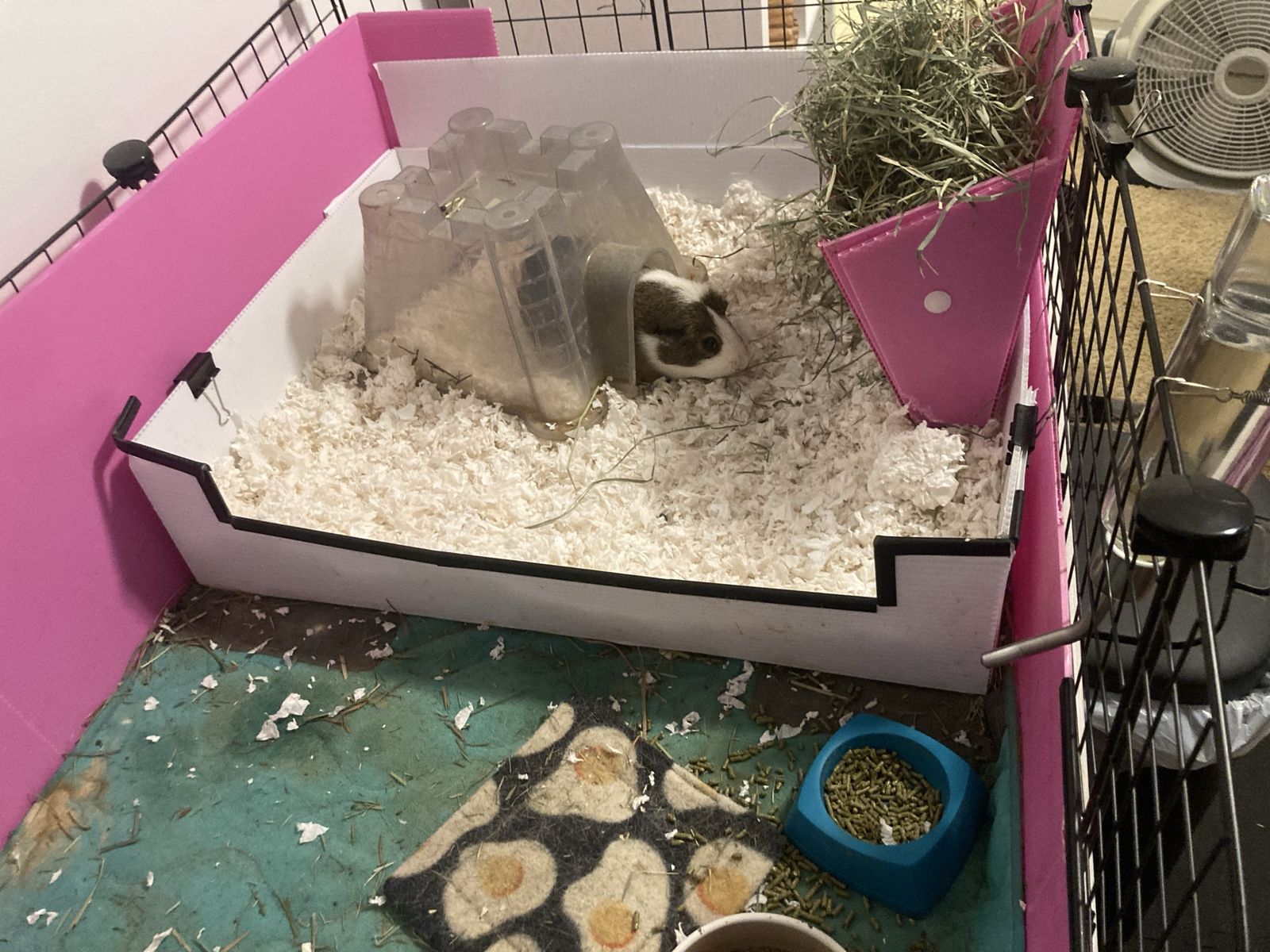 Guinea Pigs with nice cage and supplies 