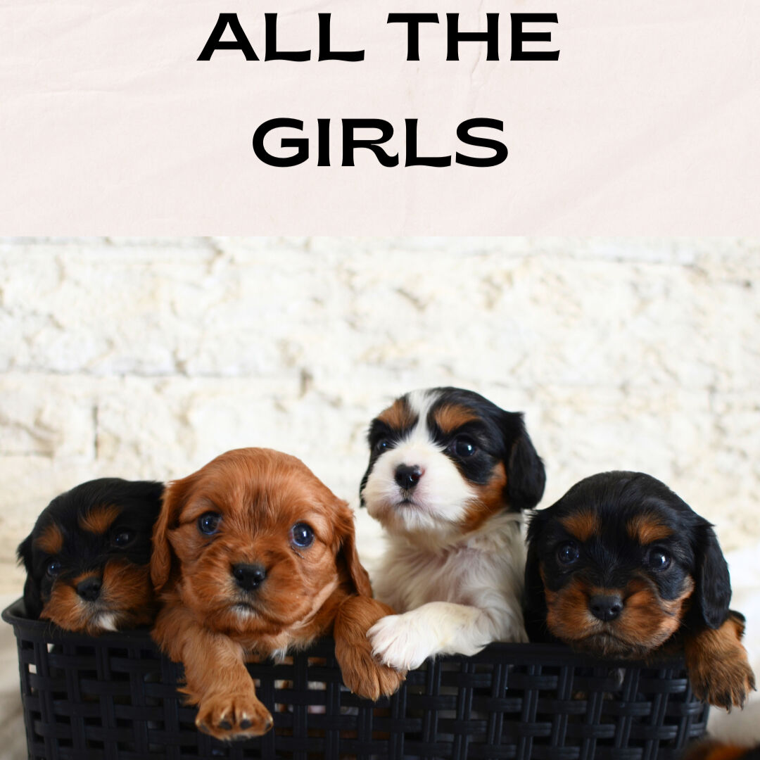 King Charles Cavalier Puppies