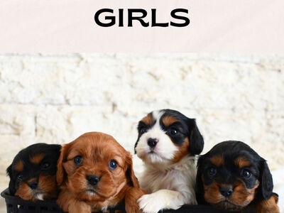 King Charles Cavalier Puppies