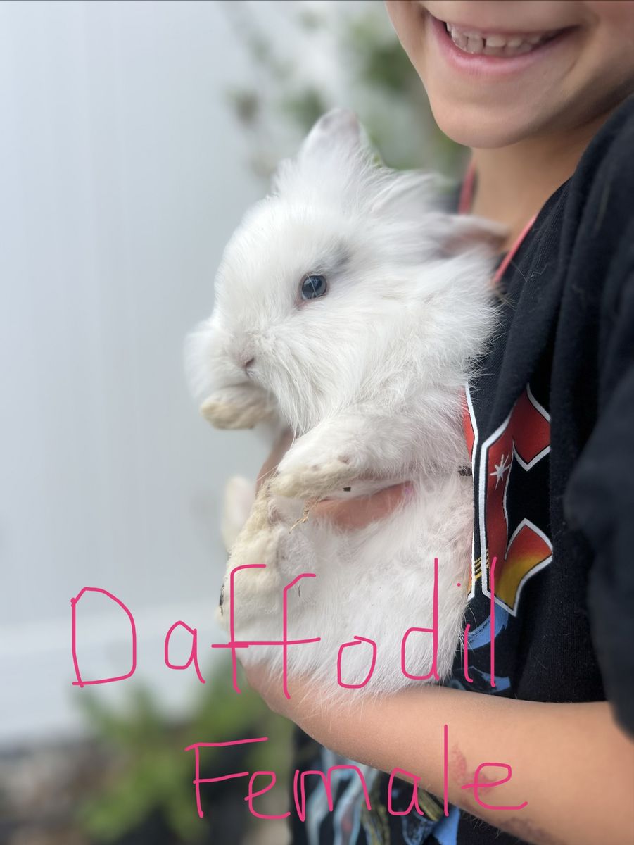 Baby Lionhead mix bunnies for sale