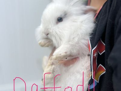 Baby Lionhead mix bunnies for sale