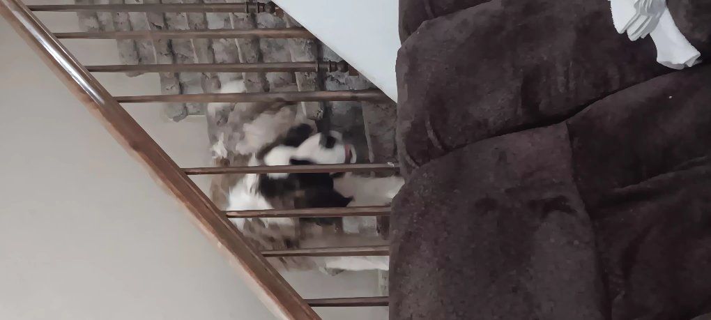 8 mo old female saint bernard