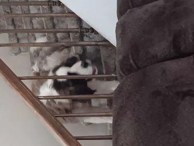 8 mo old female saint bernard