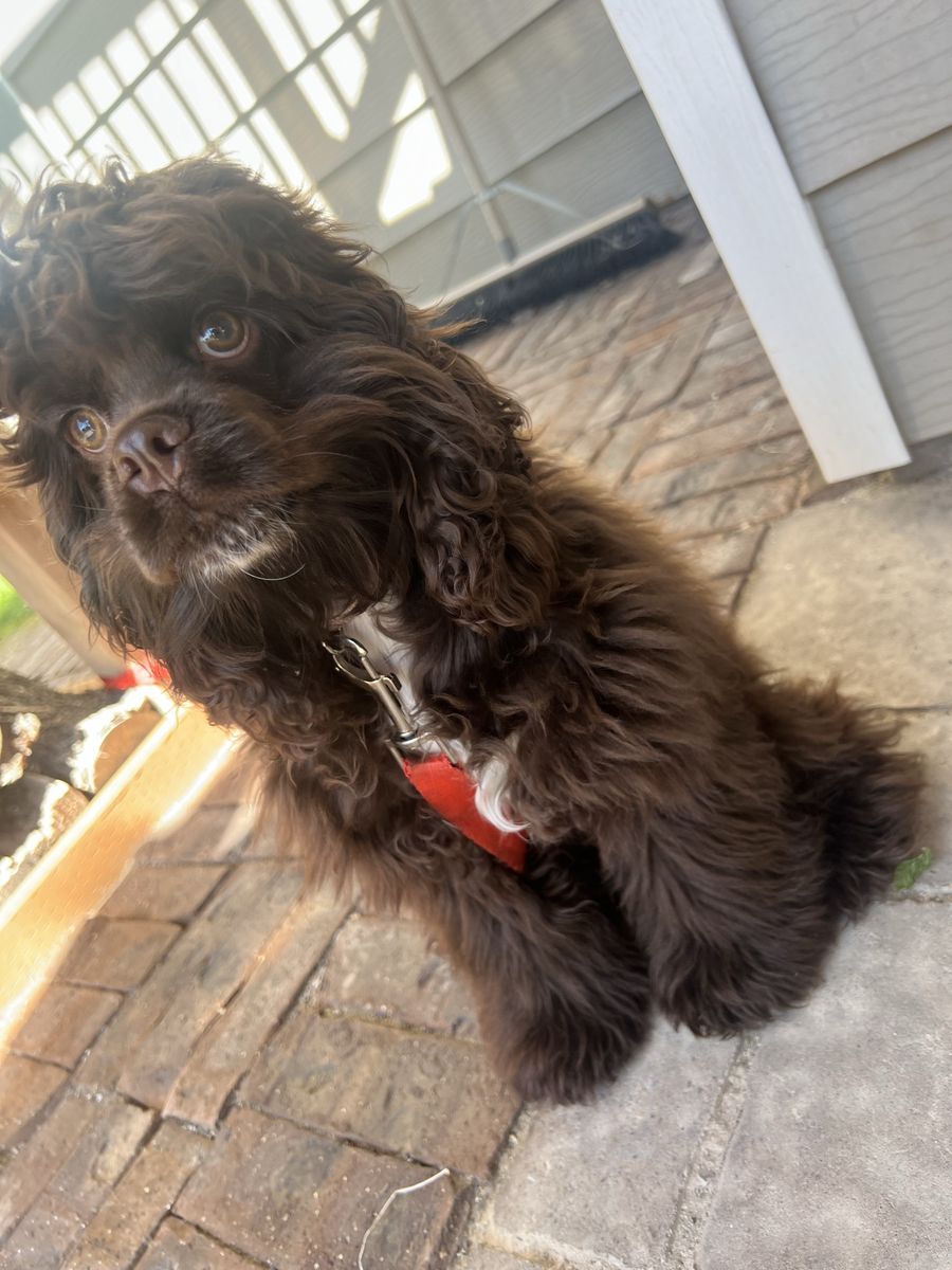 Cocker Spaniel Puppy