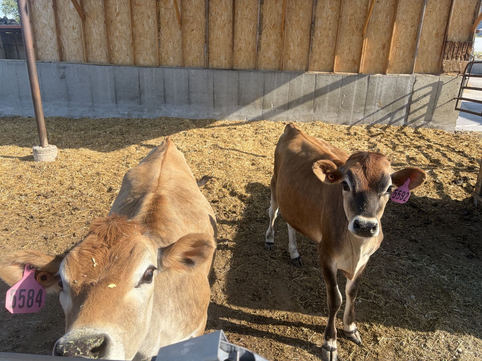 Jersey heifers