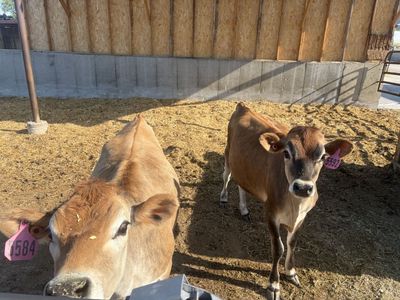 Jersey heifers