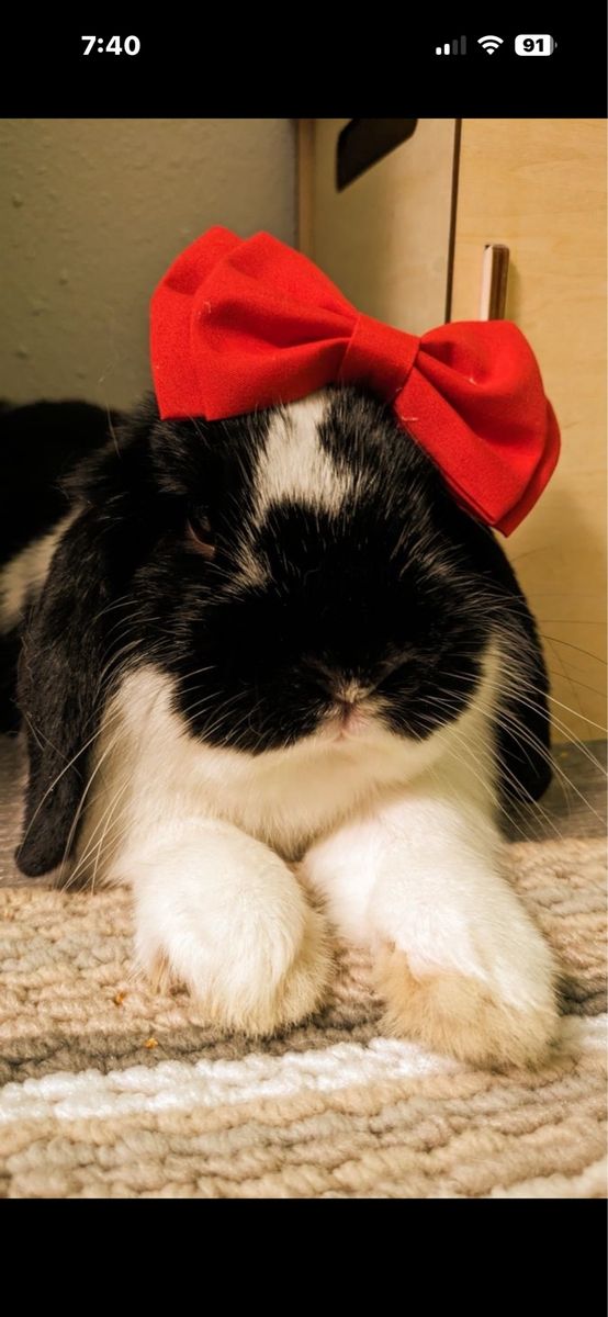 Bunny rabbits