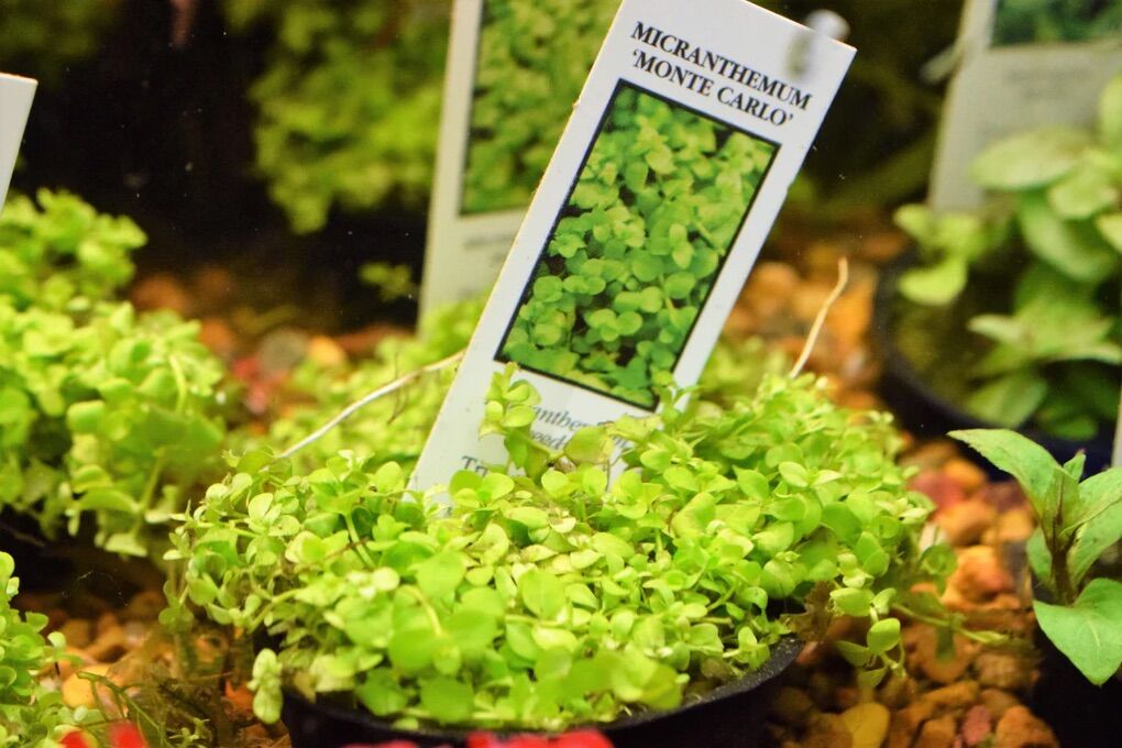 ISO Micranthemum - Monte Carlo