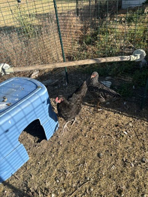 Free Rooster