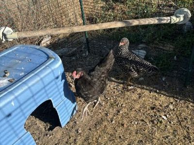 Free Rooster