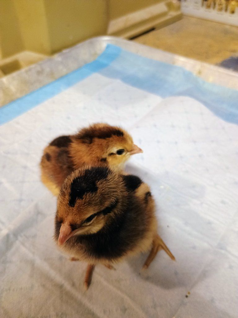 Easter Egger Chicks. 1week old