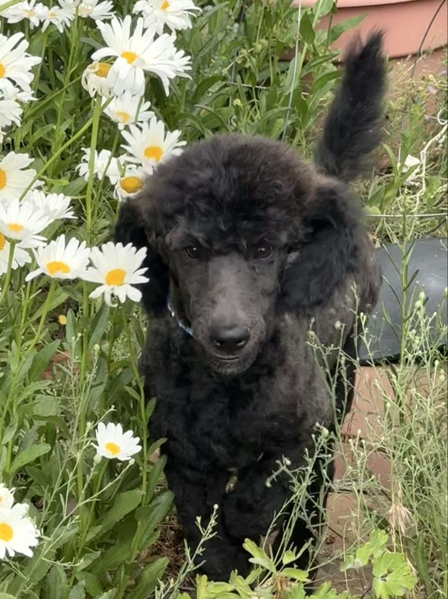 AKC Standard Poodle Puppy