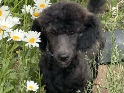 AKC Standard Poodle Puppy