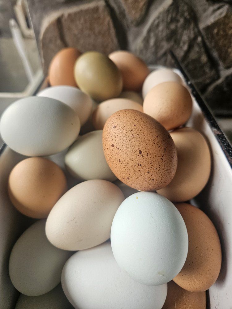 soy free eggs from free range chickens