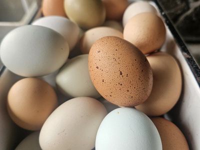 soy free eggs from free range chickens