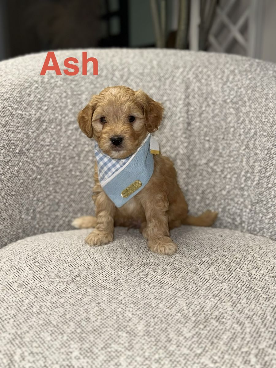 Mini Goldendoodle Puppy- Ready Now