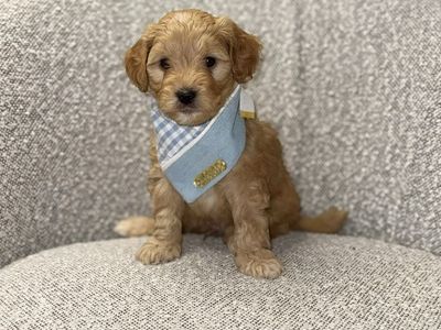 Mini Goldendoodle Puppy- Ready Now