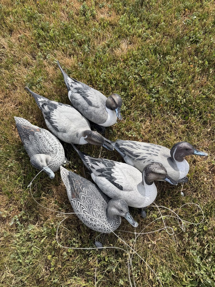 6 GHG Pintail Decoys