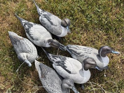 6 GHG Pintail Decoys