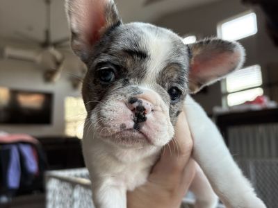 French Bull dog